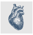 heart hand drawn blue sketch vector image vector image
