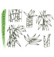 set isolated sketches bamboo stalk vector image
