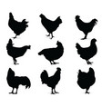 chicken vector image