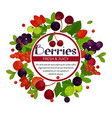 berries isolated emblem cherry and currant vector image vector image