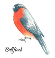 bullfinch sits on the tree branch vector image vector image