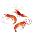 graphic shrimps collection vector image