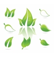 green eco leaves vector image