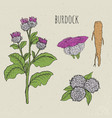 burdock medical botanical isolated vector image vector image