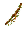 twisted wild lianas branches banner jungle vine vector image vector image