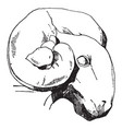 ram head is found at a roman altar vintage vector image