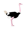 s camelus - north african ostrich male vector image vector image