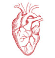 red human heart drawing vector image vector image