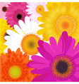 bright flowers vector image vector image