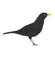 turdus merula - common blackbird male - side view vector image vector image