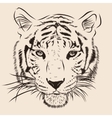 original artwork tiger with dark stripes isolated vector image