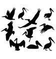 collection of silhouettes pelican birds vector image