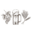 hop wheat and frothy beer in glossy glass goblet vector image