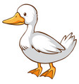 cute duck on white background vector image vector image