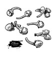 clove drawing hand drawn sketch seasonal vector image