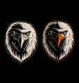 white head eagle vector image vector image