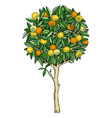 hand drawn yuzu in color japanese citrus tree vector image