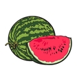 ripe and juicy watermelon isolated on white vector image