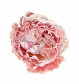 garden pink rose for you design vector image