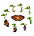 life cycle of butterfly realistic set vector image