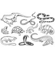 set of reptiles and amphibians wild crocodile vector image