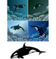 killer whale set vector image vector image