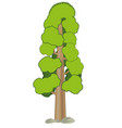 high tree sequoia on white background is insulated vector image