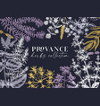 traditional provence herbs banner design frame vector image vector image