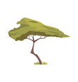 acacia flat icon vector image vector image