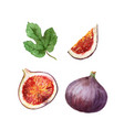 watercolor hand painted jucy fig fruit set vector image