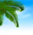 palm leaves on blue background summer holidays vector image