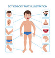 boy kid body parts vector image vector image