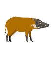 red river hog - male - side view vector image vector image