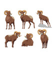 brown bighorn in different poses cartoon set vector image
