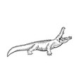 alligator crocodile sketch engraving vector image
