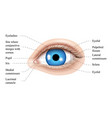 human eye anatomy parts of the labeled vector image