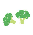 broccoli vector image vector image