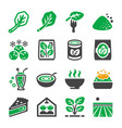 spinach icon vector image vector image