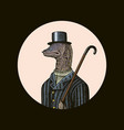 muraena eels gentleman in a hat and suit vector image vector image