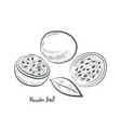 passion fruit sketch vector image
