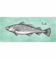 ink sketch of cod fish vector image vector image