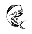 angry mahi-mahi dorado dolphinfish jumping vector image
