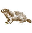 engraving of alpine marmot vector image vector image