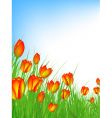 tulip field vector image vector image