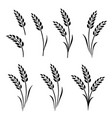 black abstract wheat ears hand drawn set vector image vector image