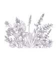 drawing floral vintage template vector image