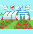 strawberries in greenhouse vector image