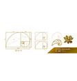golden ratio for creative design vector image