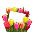 red and yellow tulips vector image vector image