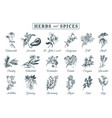 herbs and spices set hand drawn officinalis vector image